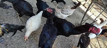 kend cuceleri: Toyuq, Damazlıq — 2