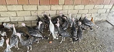 ördək balası və cücə: 28 ədəd 4 Aylıq Hind Quşları Satılır. Real Alıcılar Narahat Etsin — 5