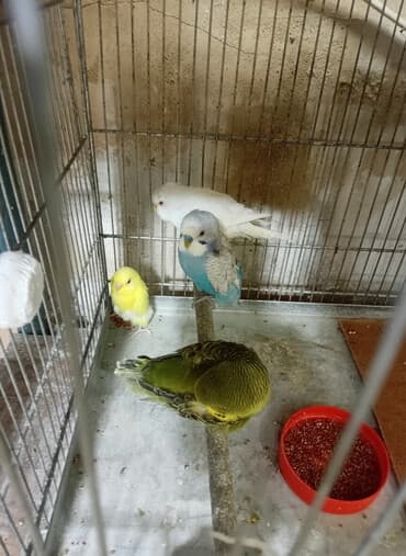 pişiklərin cütləşmə vaxtı: Quyruqsuz quwlar 5m — 1