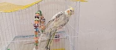 bakida it satisi: Karella erkək Tam ruçnoy əl quşudur. Xüsusiyyətlər: - Qəfəs: ağ metal — 8