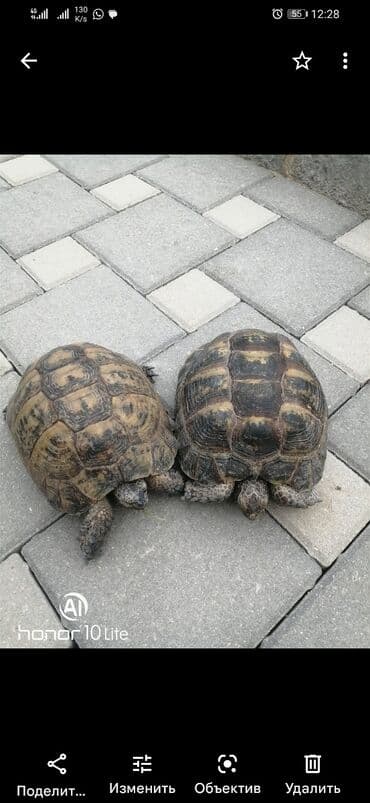 bugdanin qiymeti: Salam aleykum tısbağalar eldedir sağlamdır hər ölçüdə var qiymət və — 1