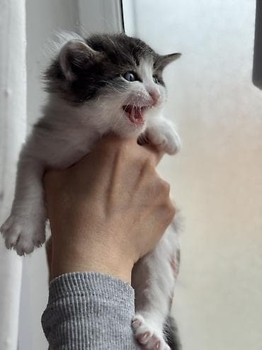 pişik balasi: Yaxşı əllərə — 2