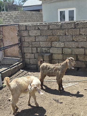 K/t heyvanları və malları: Salam 2 dene erkek kök helebler saglam arpa yonca yeyen heyvanlardı — 3