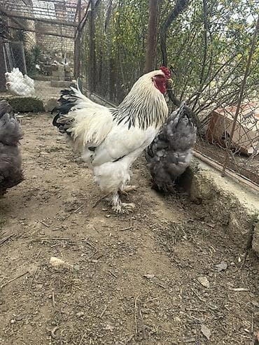 брама лаванда: Brahma cinsi xoruz - Cins: Brahma (iri bədən quruluşlu, tüklü ayaqlı) — 1