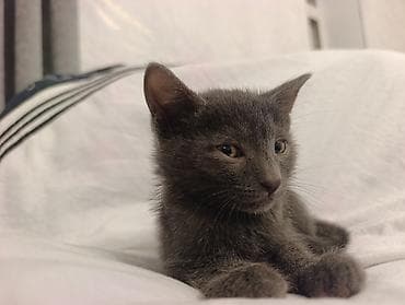 pişik eşyalari: Yaxşı əllərə — 2