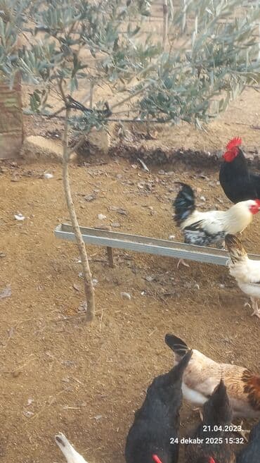 3D panellər: Saxlam xoruzdardi oz heyetimin hevanardi her rgde var — 6