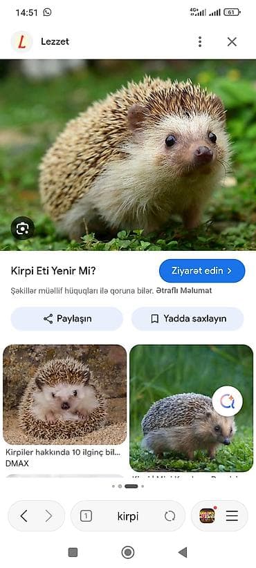 qurd basar: Kirpi – ev heyvanı kimi baxım üçün - Növ: Afrika pigmey kirpisi (evdə — 1