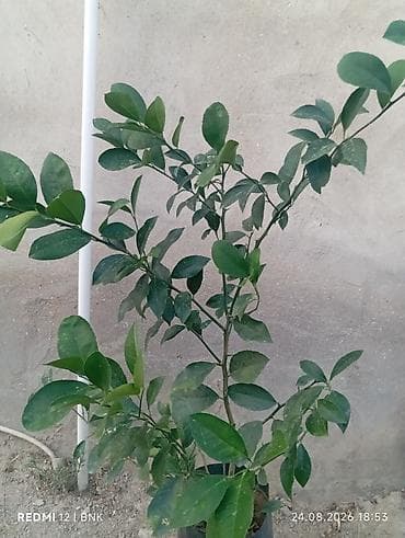 rozmarin bitkisi: Meyvə verən saksı limon ağacı - Növ: Sitrus – limon - Saksıda — 2