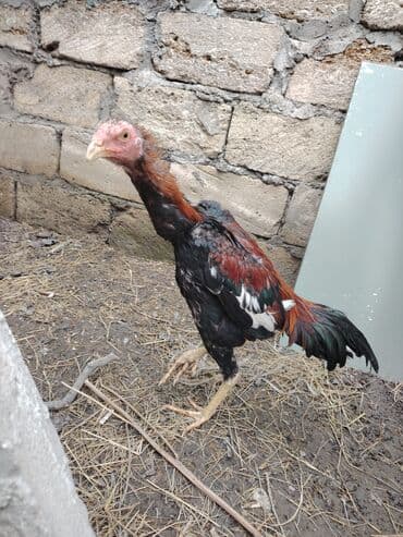 xarkov toyuğu: Toyuq, Ətlik — 3