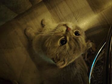 simental inekler satilir: Şotland yastı qulaq, Erkək, Yaxşı əllərə — 3