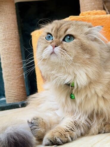 ari mumu: Britan, Erkək, Cütləşmə üçün — 2