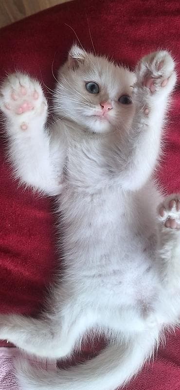 maykonq pişik: Britan — 3