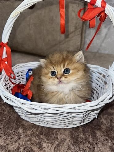 Golden chinchilla longhair ny 11 erkek