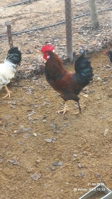 3D panellər: Saxlam xoruzdardi oz heyetimin hevanardi her rgde var — 1