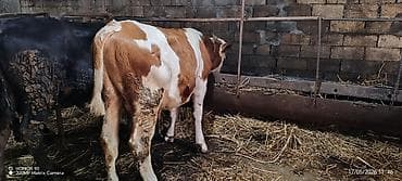 xudat heyvan satışı: 7 aylıq saf qan simmental erkək. Dana ətliyə satılmır təqribən 300 kq — 3