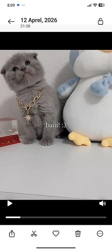 siyam pişiyi: Şotland yastı qulaq — 1