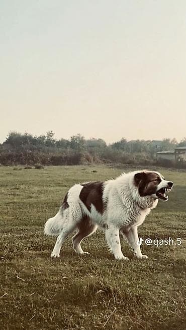 itlərin cütləşdirilməsi: Peyvəndli — 1