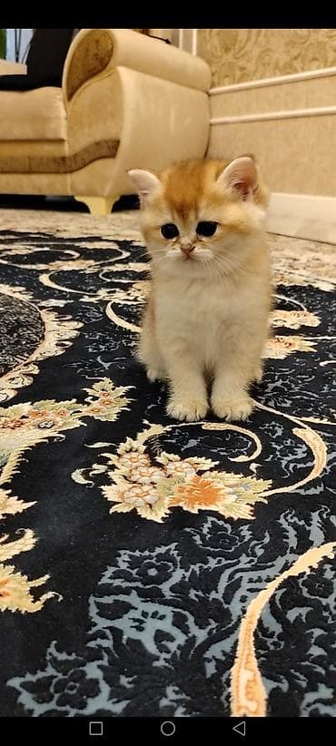 britan pişik: Qızıl şinşilla, Erkək — 5