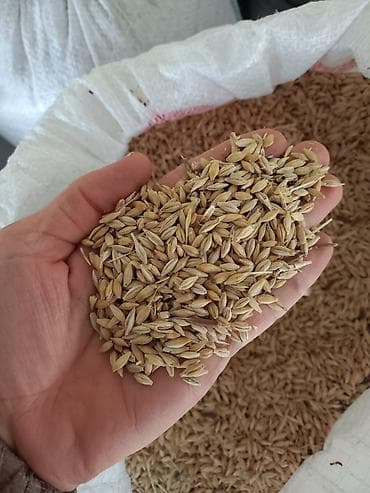 Собаки: Məhsul: Arpa (qabıqlı, xırda dənli) Təsvir: - Təmizlənmiş, ələnmiş — 3