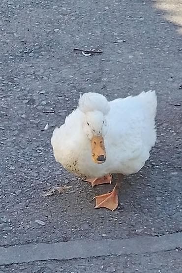 toyuq cuce alqi satqisi: Dişi, Yumurtalıq, Ünvandan götürmə, Ödənişli çatdırılma, Rayonlara çatdırılma — 1