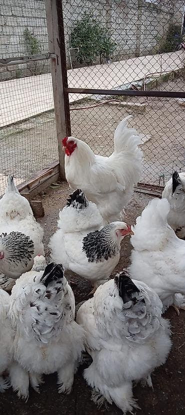 qus dami: Toyuq, Brama, Damazlıq — 3