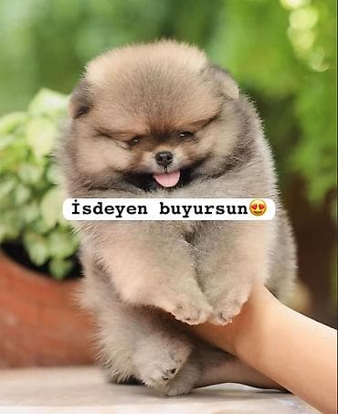 Şpitz, 2 ay, Ünvandan götürmə