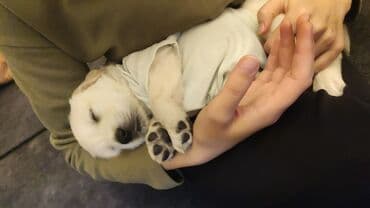 bala afcarka: Retriever, Erkek, Peyvəndli, Pulsuz çatdırılma — 2