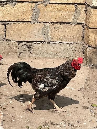 kend xoruzu: Tam sağlam xoruz satılır. 10 aylıqdır. Real alıcılar əlaqə saxlaya — 2