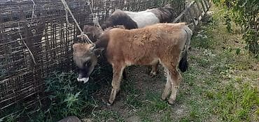 qara mal: Dana, buzov, Erkək, ay: 4, 50 kq, Damazlıq, Ödənişli çatdırılma, Ünvandan götürmə — 1