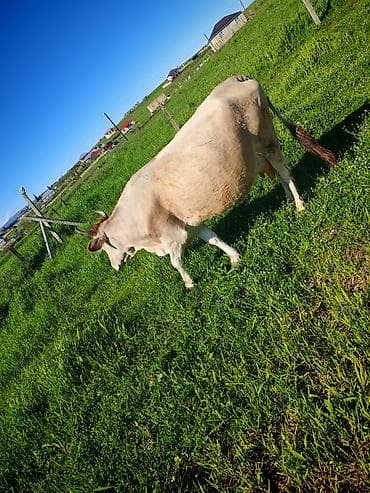 iri buynuzlu heyvan satisi: Dişi, il: 4, Südlük — 5