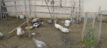 lal ordəy: Həm kəsilməli həm də damazlıq original təmiz cins lal ördəklər ( — 8