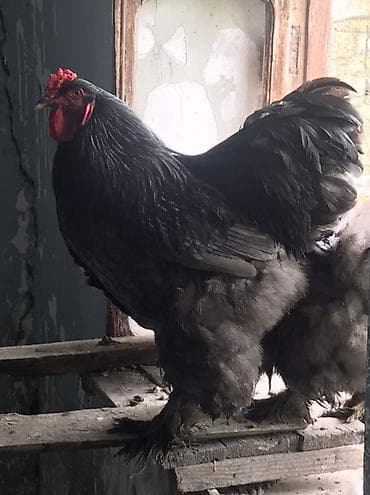 heleb kecileri satilir: Məhsul: Qara rəngli ət-yumurta istiqamətli toyuq cinsi (horozlar) — 4