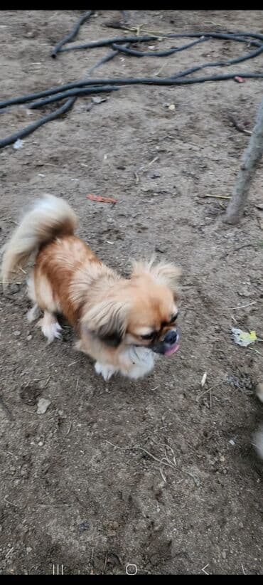 Pekines, 1 il, Dişi, Peyvəndli, Ünvandan götürmə lalafo.az -da Pekines, 1 il, Dişi, Peyvəndli, Ünvandan götürmə