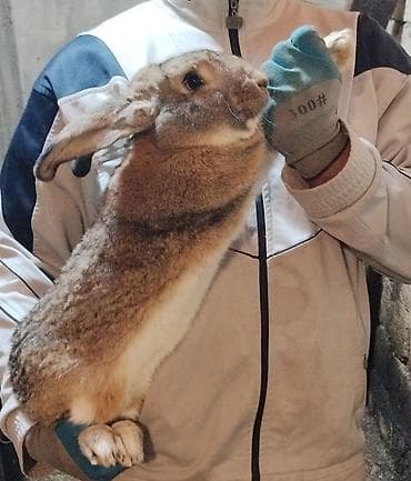 seki heyvan: 🐇 Velikan və Kaliforniya Dovşanları Satılır Təmiz qan xəttindən olan — 2