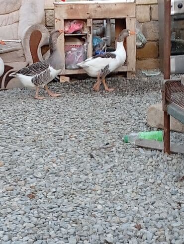 электрическая машинка для стрижки овец: Dişi, Damazlıq, Ünvandan götürmə — 2