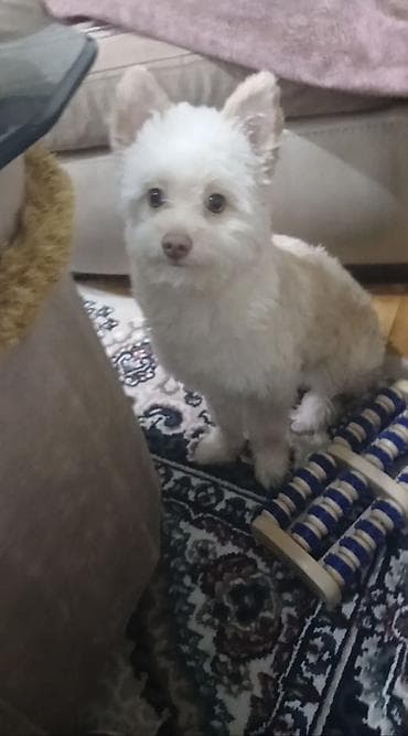 Esyalari ile birlikde 270azn 
4 ayliqdi erkek