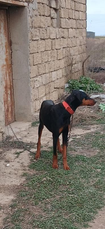 it xaski: Doberman, 1 il, Erkek, Peyvəndli, Ödənişli çatdırılma — 2