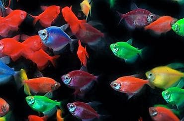 lasos baligi: Glofish, Sülhsevər, Ödənişli çatdırılma — 1