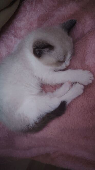 кошки в добрые руки баку: В добрые руки — 2