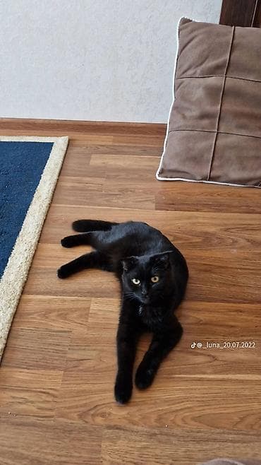 sahibləndirmə: Yaxşı əllərə — 1