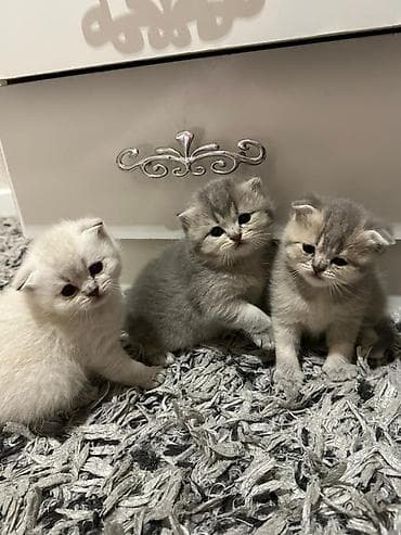 siyam pişiyi: Şotland yastı qulaq — 7