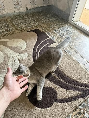 K/t heyvanları və malları: Şotland yastı qulaq, Erkək, Yaxşı əllərə — 2