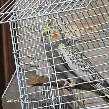 Nymph (kakadunimf) tutuquşusu (erkek ile disi), iri qəfəs və