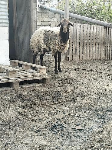 edilbay qoyunu: Qala qoçu aktiv heyvandi qoyun surmeyi eladi tam sağlam heyvandir — 1