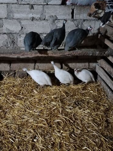 qarderob yuvası giriş zalı: Toyuq, Damazlıq, Ödənişli çatdırılma — 1
