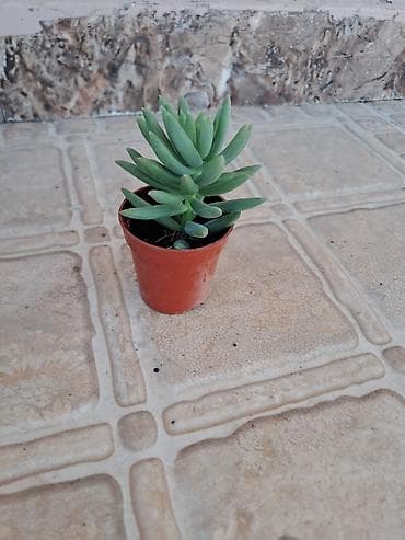 bitki guli: Sukkulent bitki – mini qablarda - Növ: Echeveria/Sedeveria tipli ətli — 2