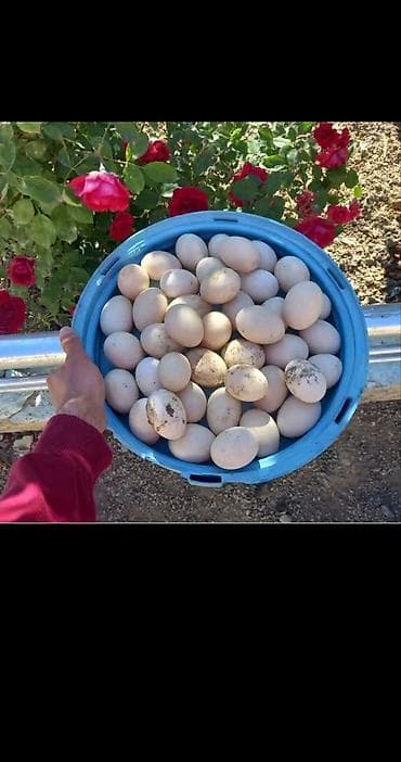 macar ördek: Salam lal ördek yumutası tam mayalı ataları biri Temiz qan lavanda — 1