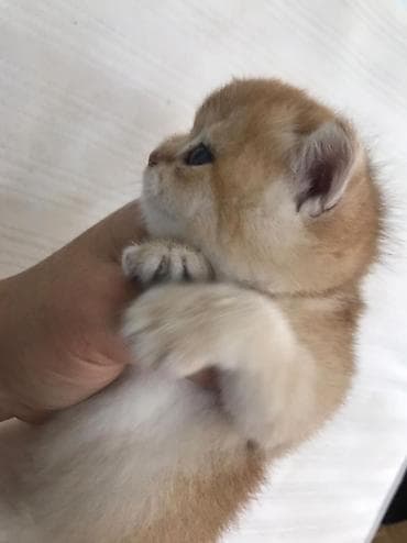 Pişiklər: Britan — 3