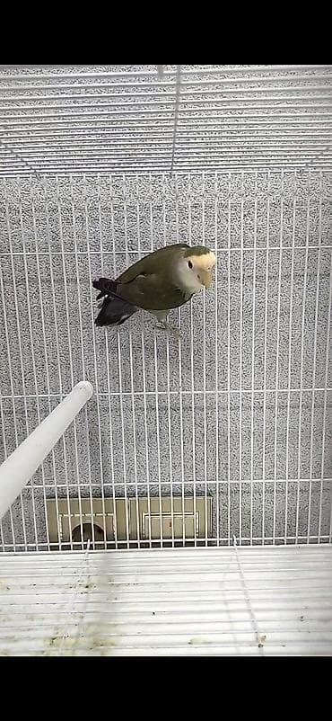 Salam. Erkək nerazlucnik satılır. 1 dırnağı yoxdur. Cutdə olub lalafo.az -da Salam. Erkək nerazlucnik satılır. 1 dırnağı yoxdur. Cutdə olub