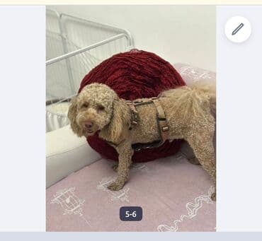 той пудель цена в баку: Пудель, 2 года, Самец, Для вязки — 6